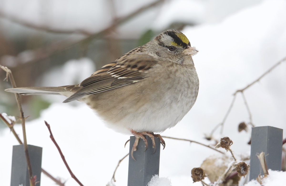 White-crowned x Golden-crowned Sparrow (hybrid) - ML514976471
