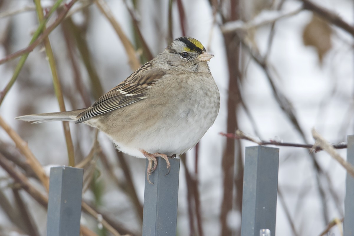 White-crowned x Golden-crowned Sparrow (hybrid) - ML514976481