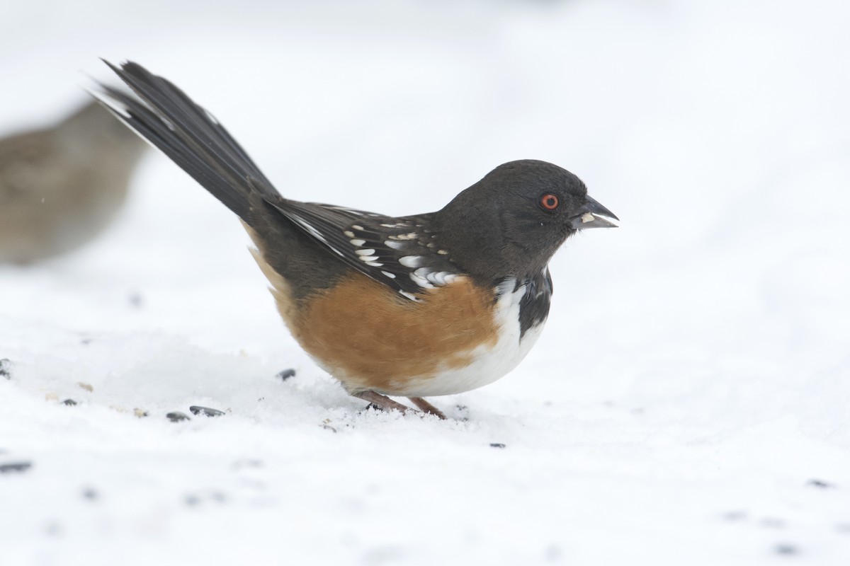 Spotted Towhee (maculatus Group) - ML514976721