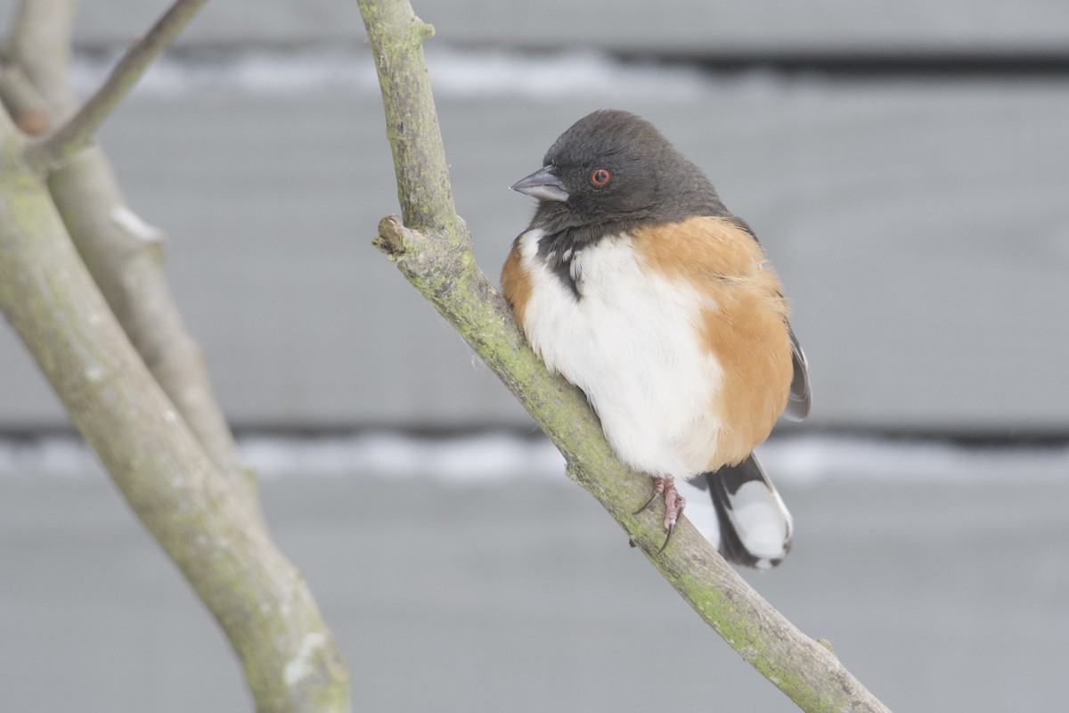 Spotted Towhee (maculatus Group) - ML514976731