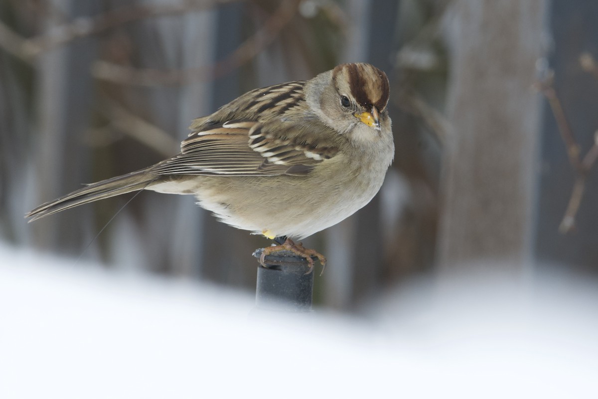 White-crowned Sparrow - ML514977141