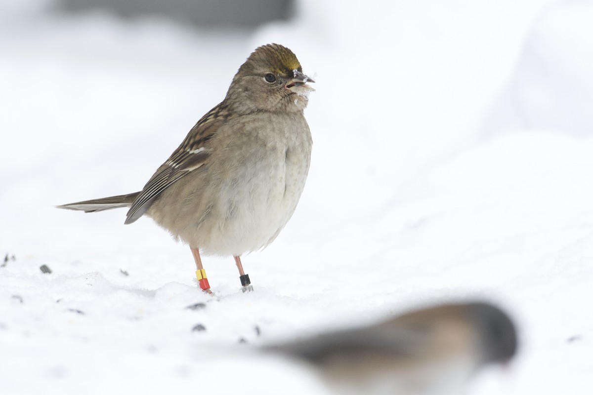 Golden-crowned Sparrow - ML514977381
