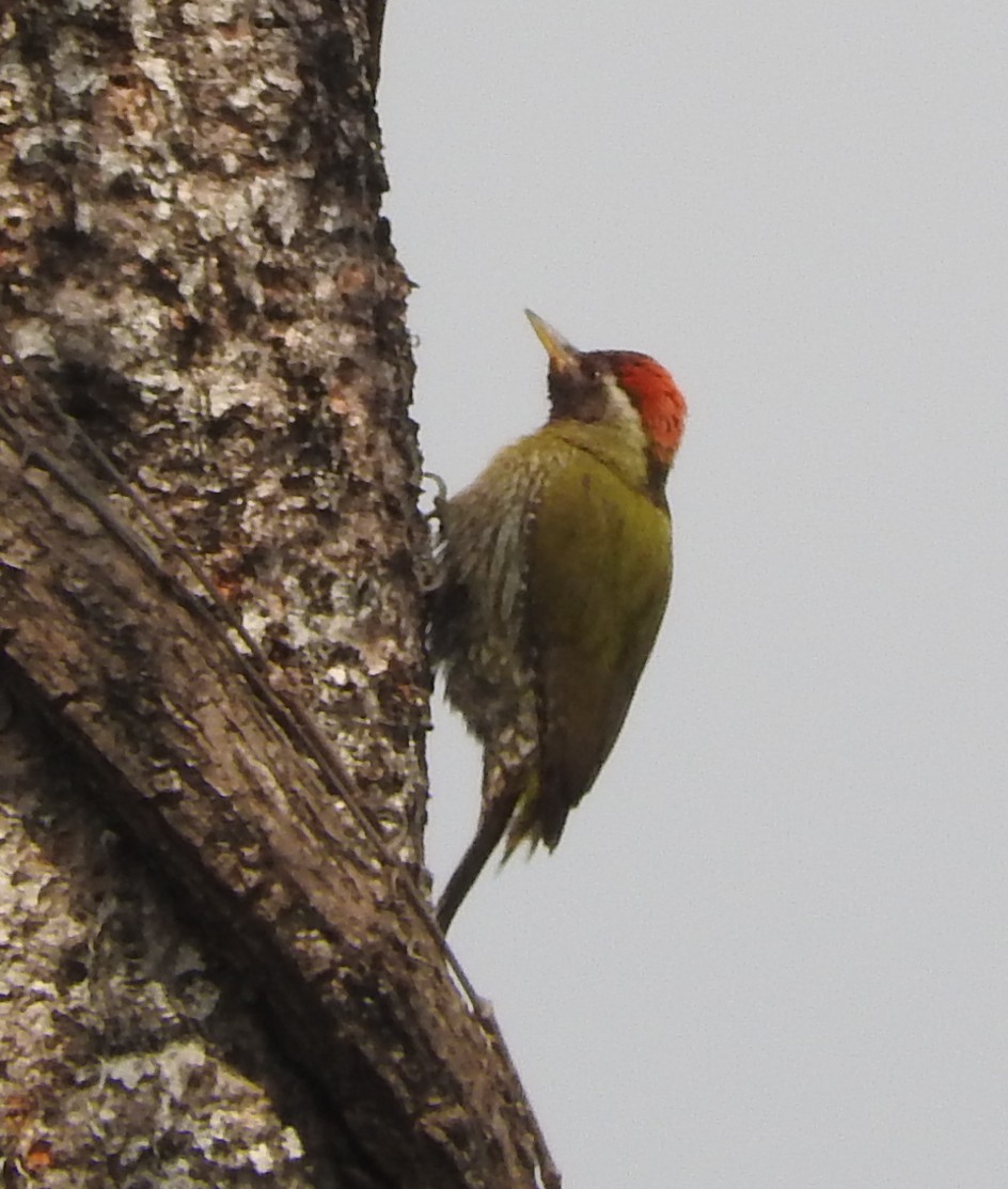 Streak-throated Woodpecker - ML51498181