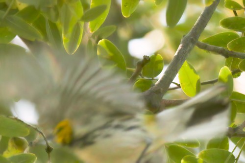 Black-throated Green Warbler - ML514982721