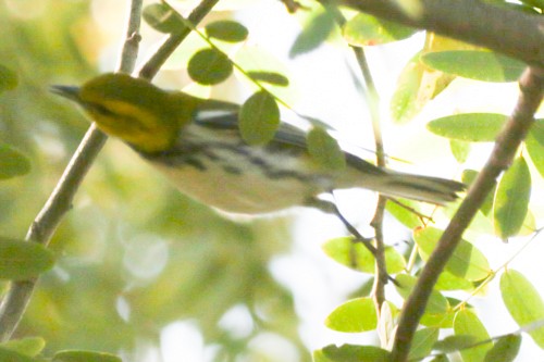 Black-throated Green Warbler - ML514982731