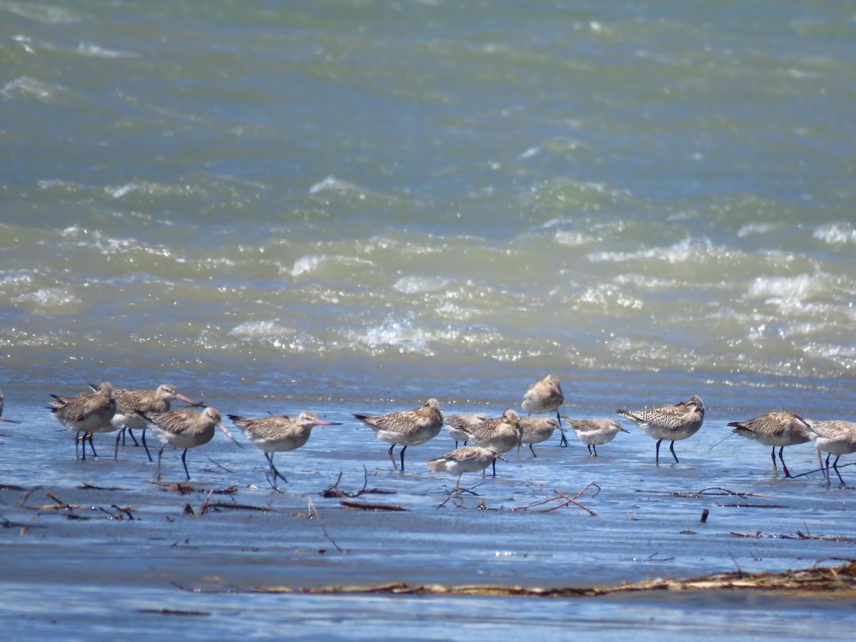 Red Knot - ML514993401