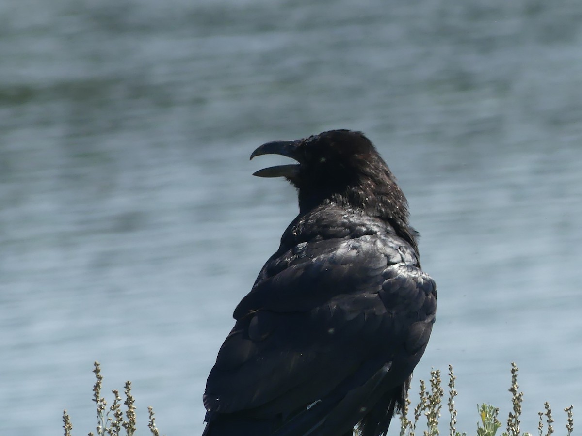 Common Raven - ML514997781