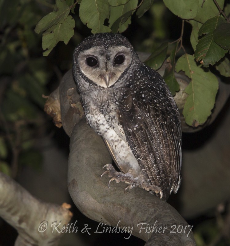 Sooty Owl (Lesser) - Keith & Lindsay Fisher