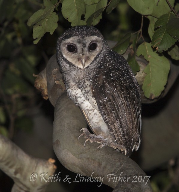 Lesser Sooty Owl (Tyto multipunctata) - Wet Tropics endemic bird, Queensland Australia