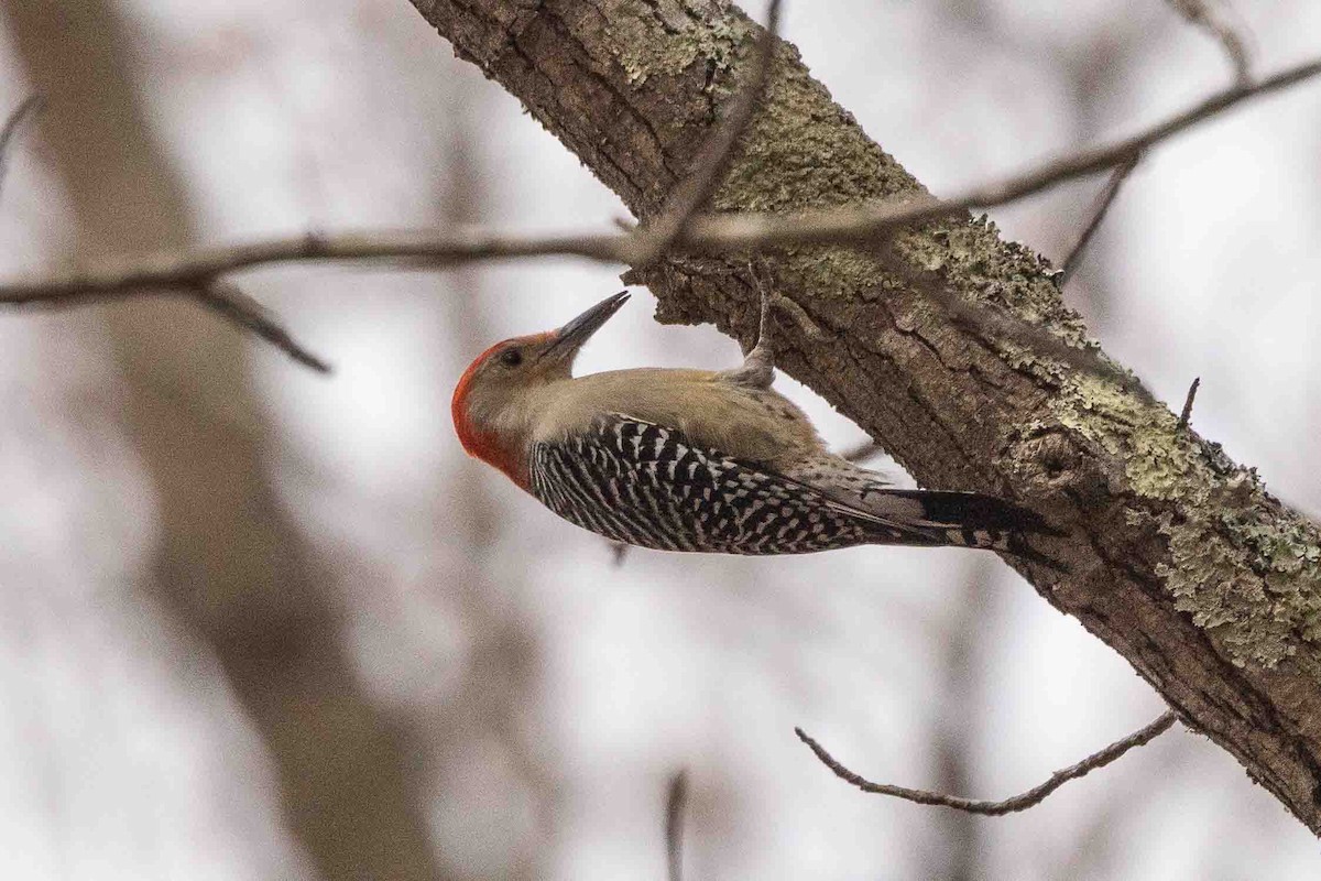 Red-bellied Woodpecker - ML514998951