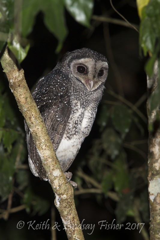 Sooty Owl (Lesser) - Keith & Lindsay Fisher