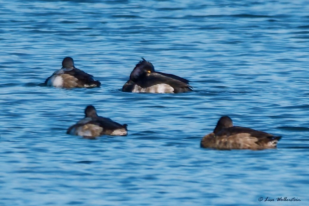Tufted Duck - ML515001951