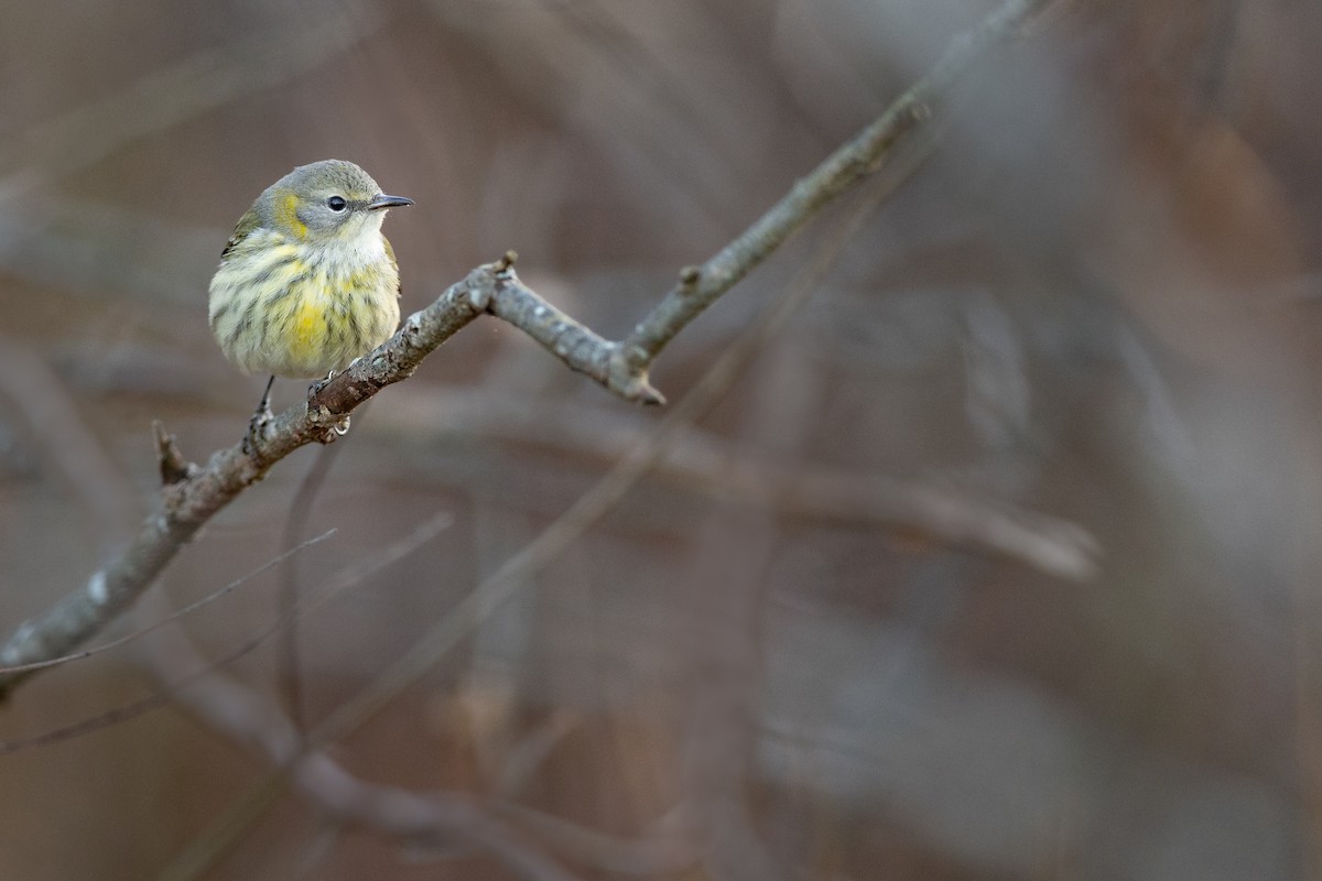 Cape May Warbler - Emma Price