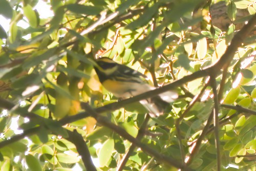 Black-throated Gray x Townsend's Warbler (hybrid) - ML515003961