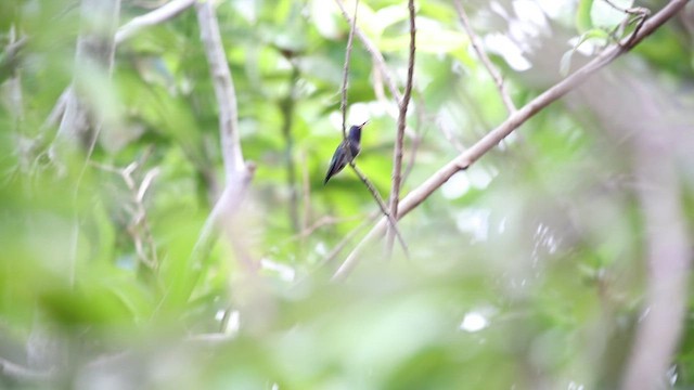 Sapphire-bellied Hummingbird - ML515006731