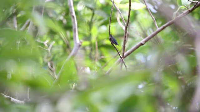 Sapphire-bellied Hummingbird - ML515007291