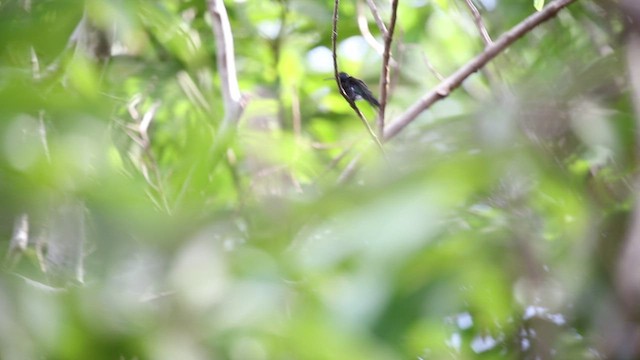 Sapphire-bellied Hummingbird - ML515007391