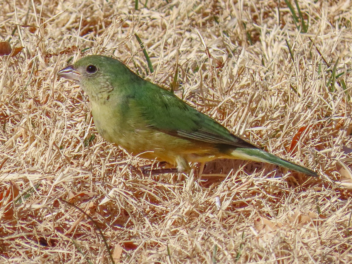 Painted Bunting - Teresa Connell
