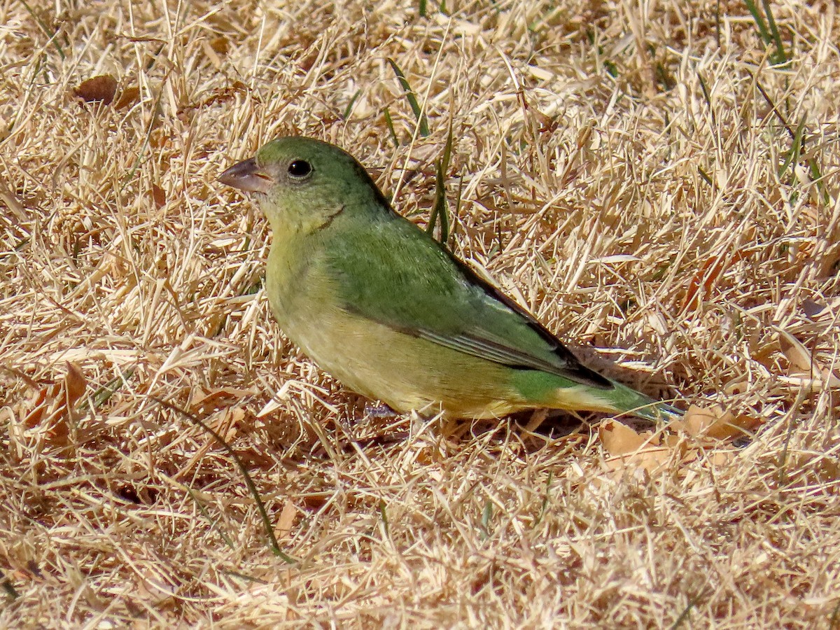 Painted Bunting - ML515009861