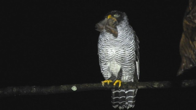 Black-and-white Owl - ML515012791
