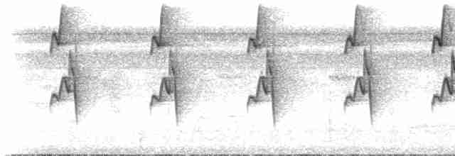 Langschnabel-Schattenkolibri [longirostris-Gruppe] - ML515015