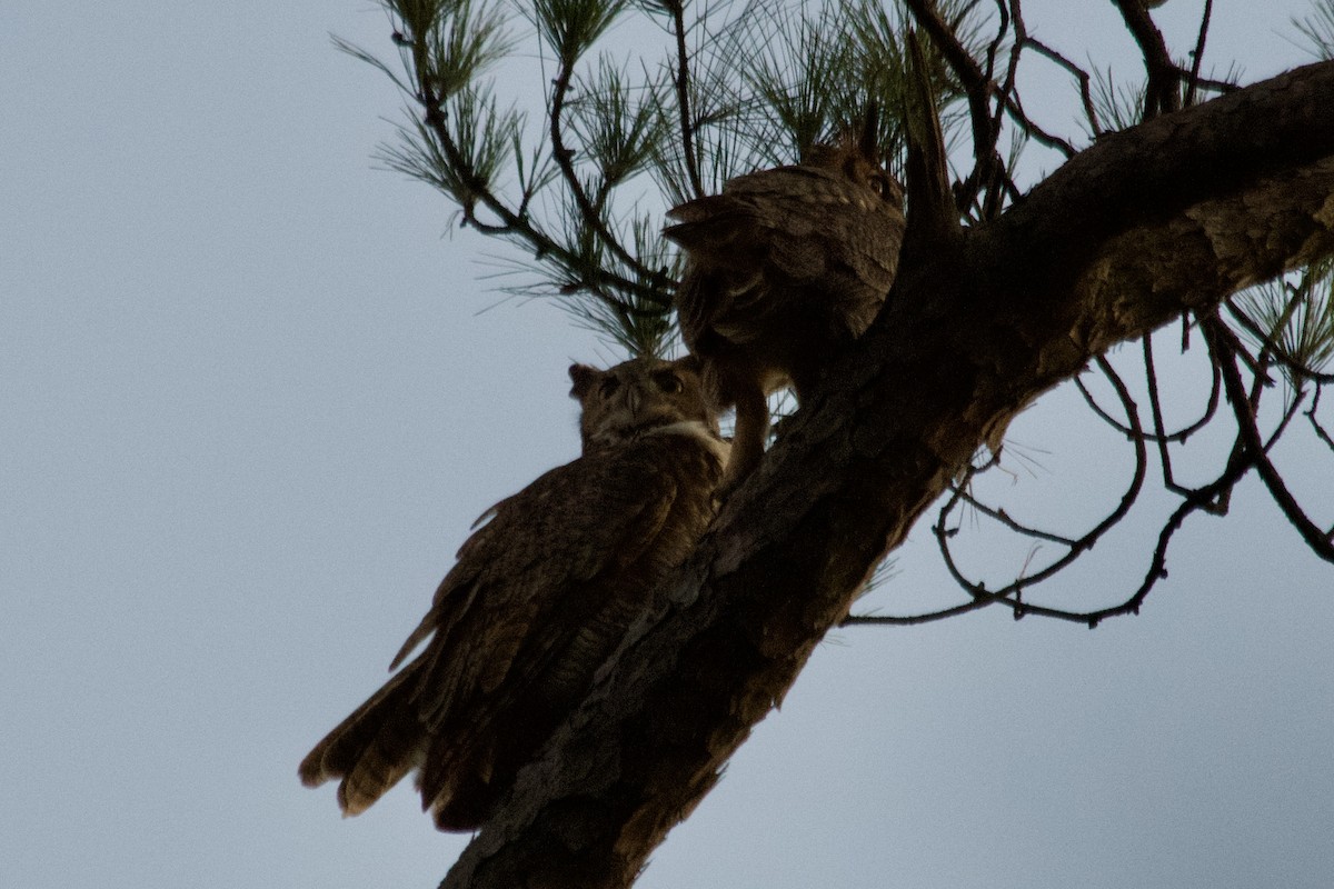Great Horned Owl - ML515015701