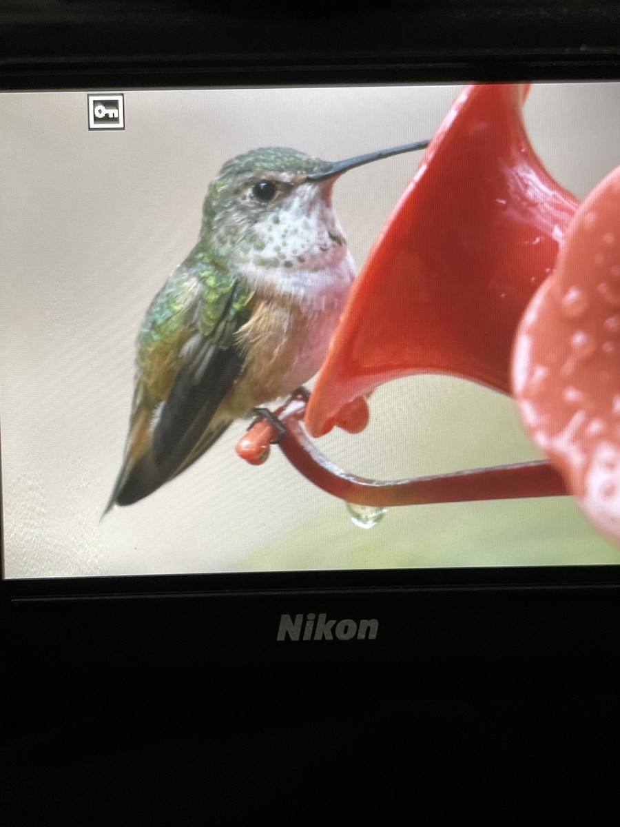 Kızıl Sırtlı Kolibri/Allen Kolibrisi - ML515015881