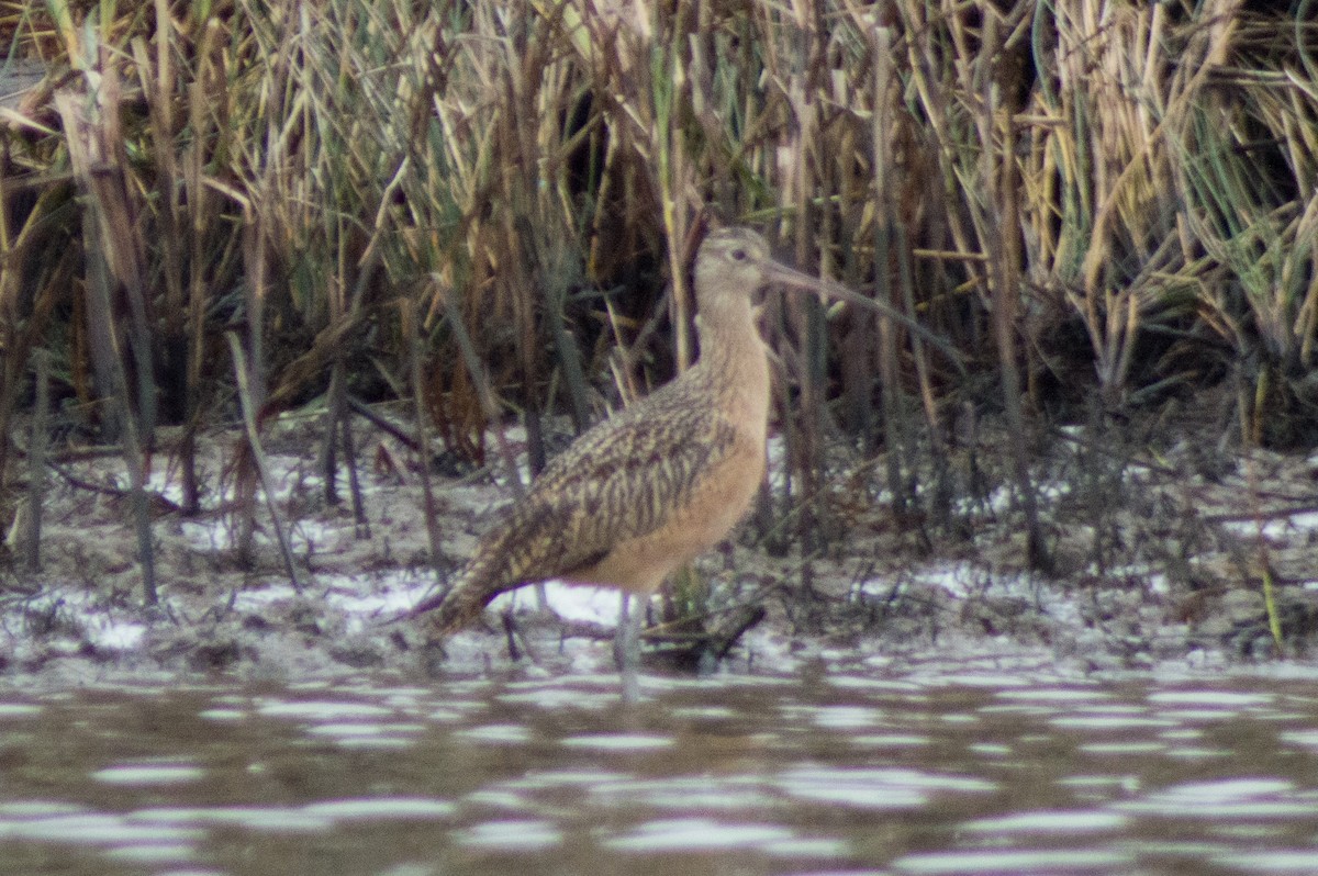 Long-billed Curlew - ML515016721