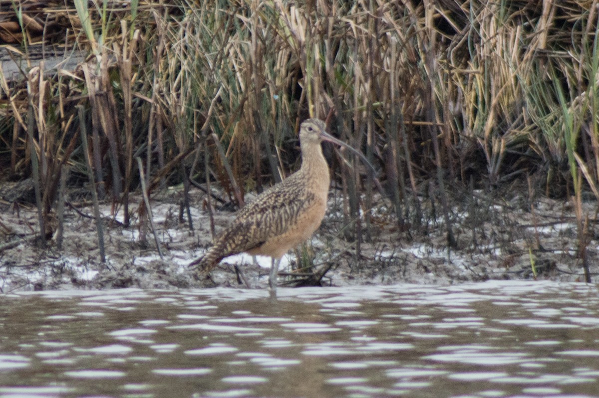Long-billed Curlew - ML515016731