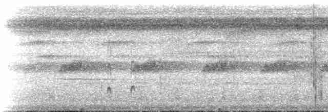 White-flanked Antwren (White-flanked) - ML515017