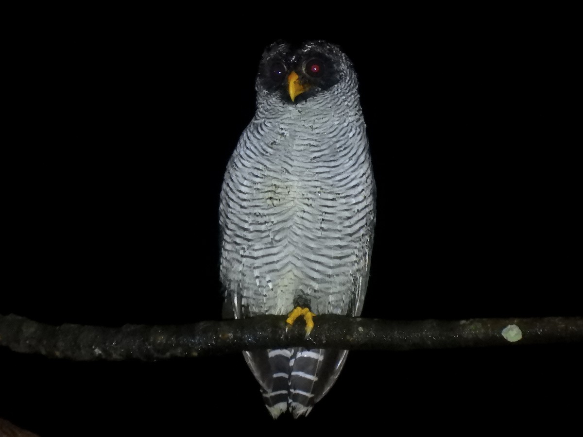 Black-and-white Owl - ML515024151