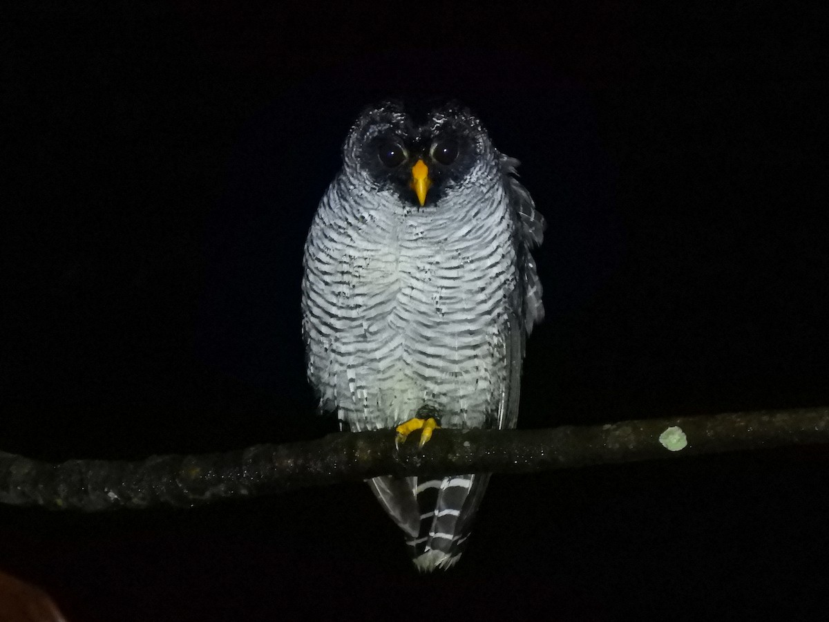 Black-and-white Owl - ML515024161