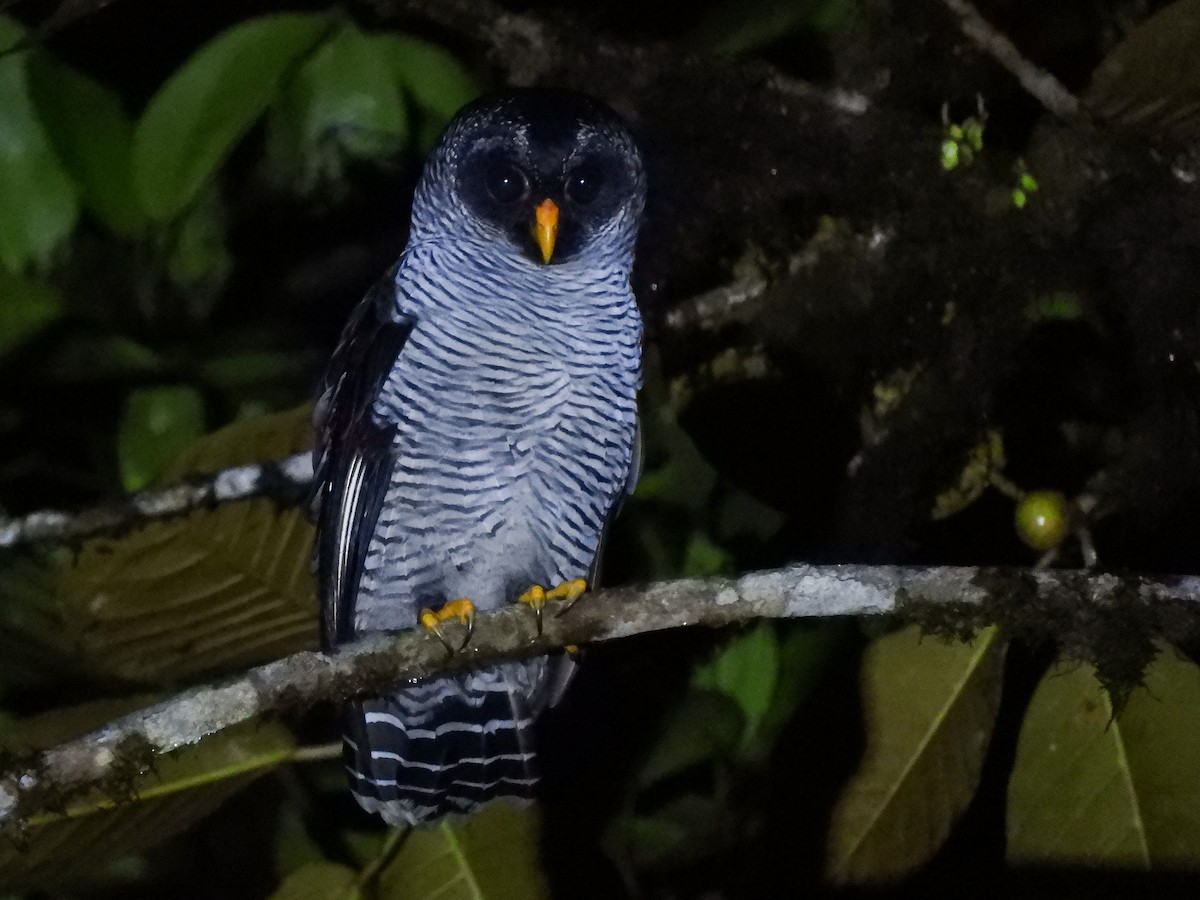 Black-and-white Owl - ML515024191