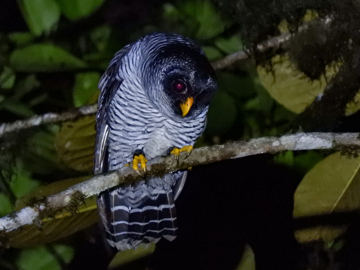 Black-and-white Owl - ML515024211