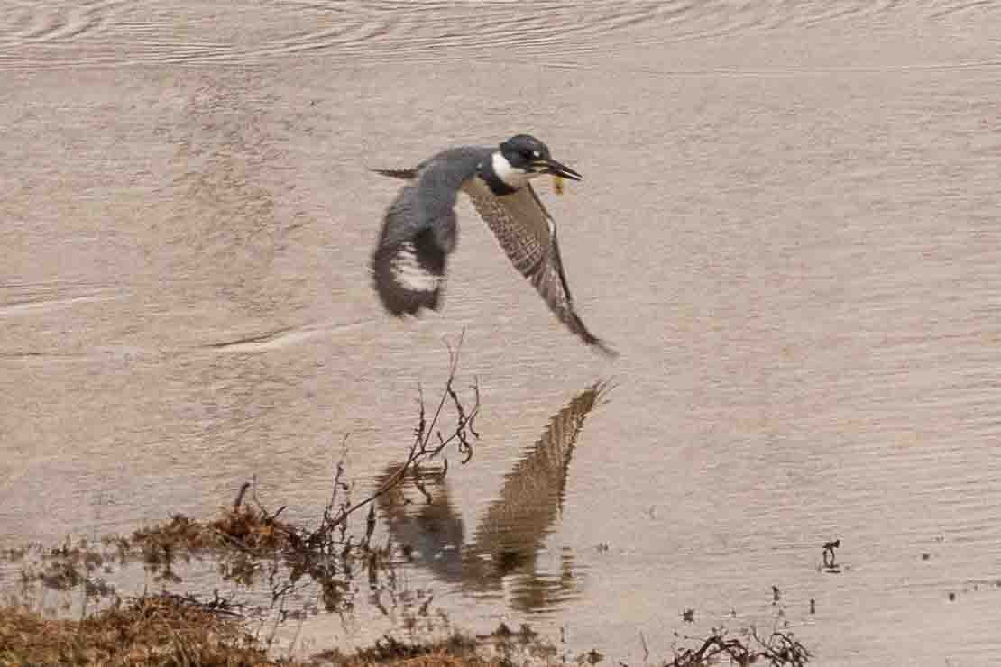 Belted Kingfisher - ML515024641