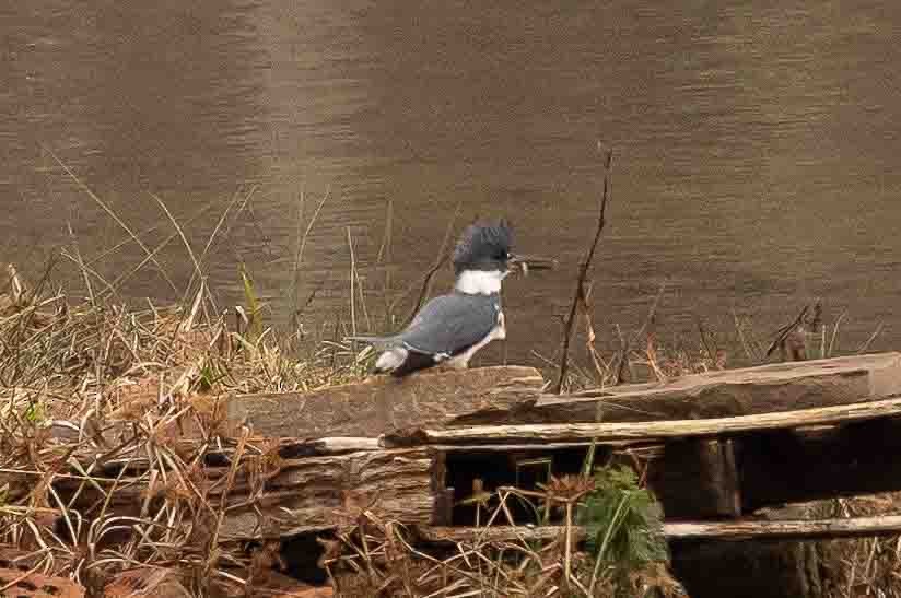 Belted Kingfisher - ML515024671