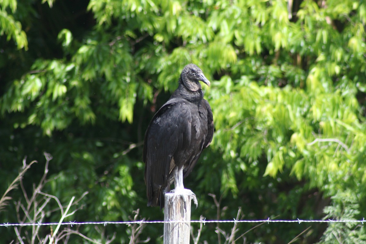 Black Vulture - ML51502531