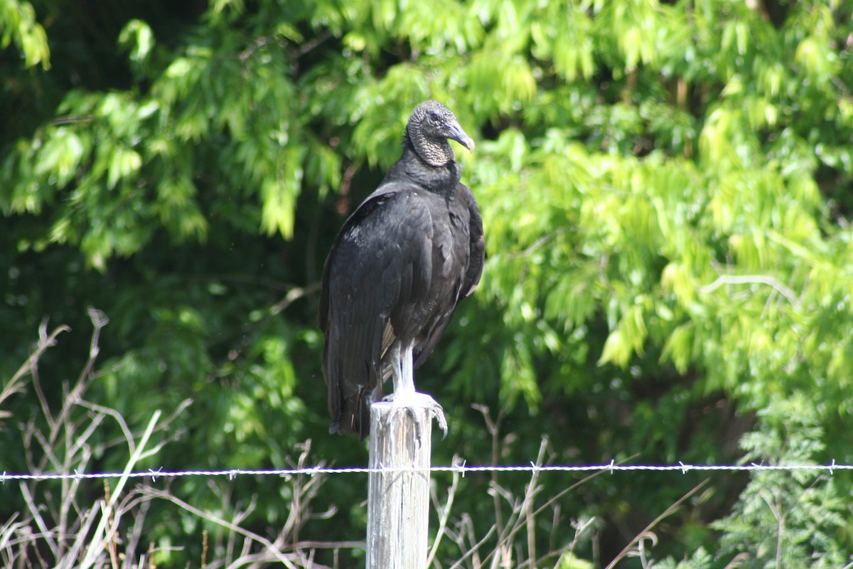 Black Vulture - ML51502541