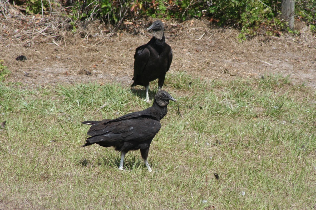Black Vulture - ML51502571
