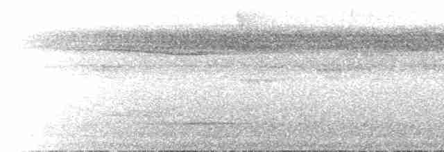 Kestane Sırtlı Karıncakuşu (maculifer/cassini) - ML515026