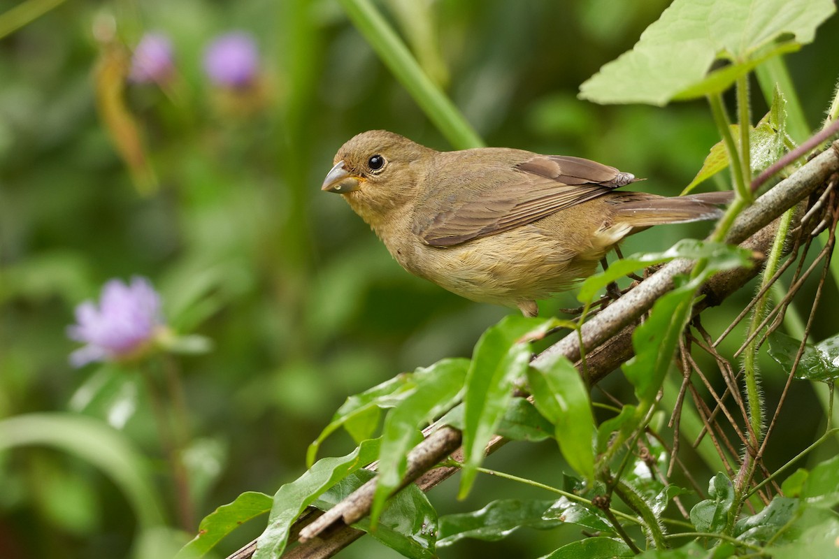 Double-collared Seedeater - ML515026331