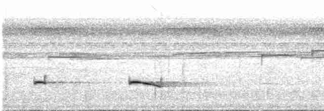 Braunrücken-Ameisenvogel (maculifer/cassini) - ML515031