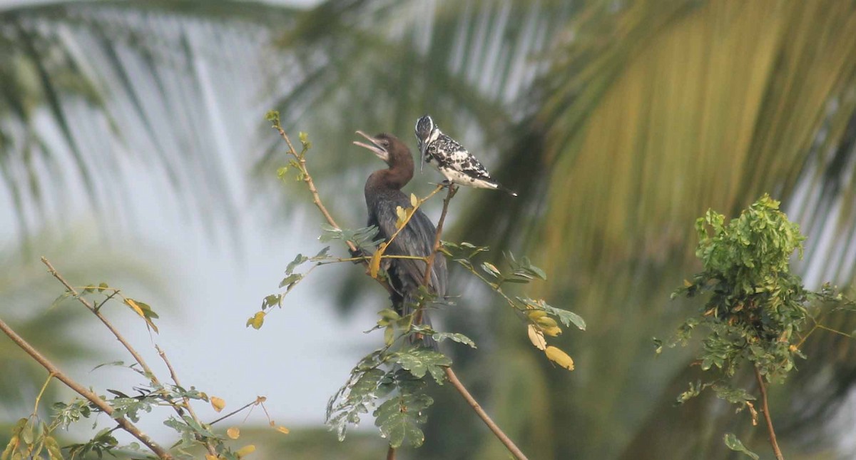 Pied Kingfisher - Shanmugam Kalidass