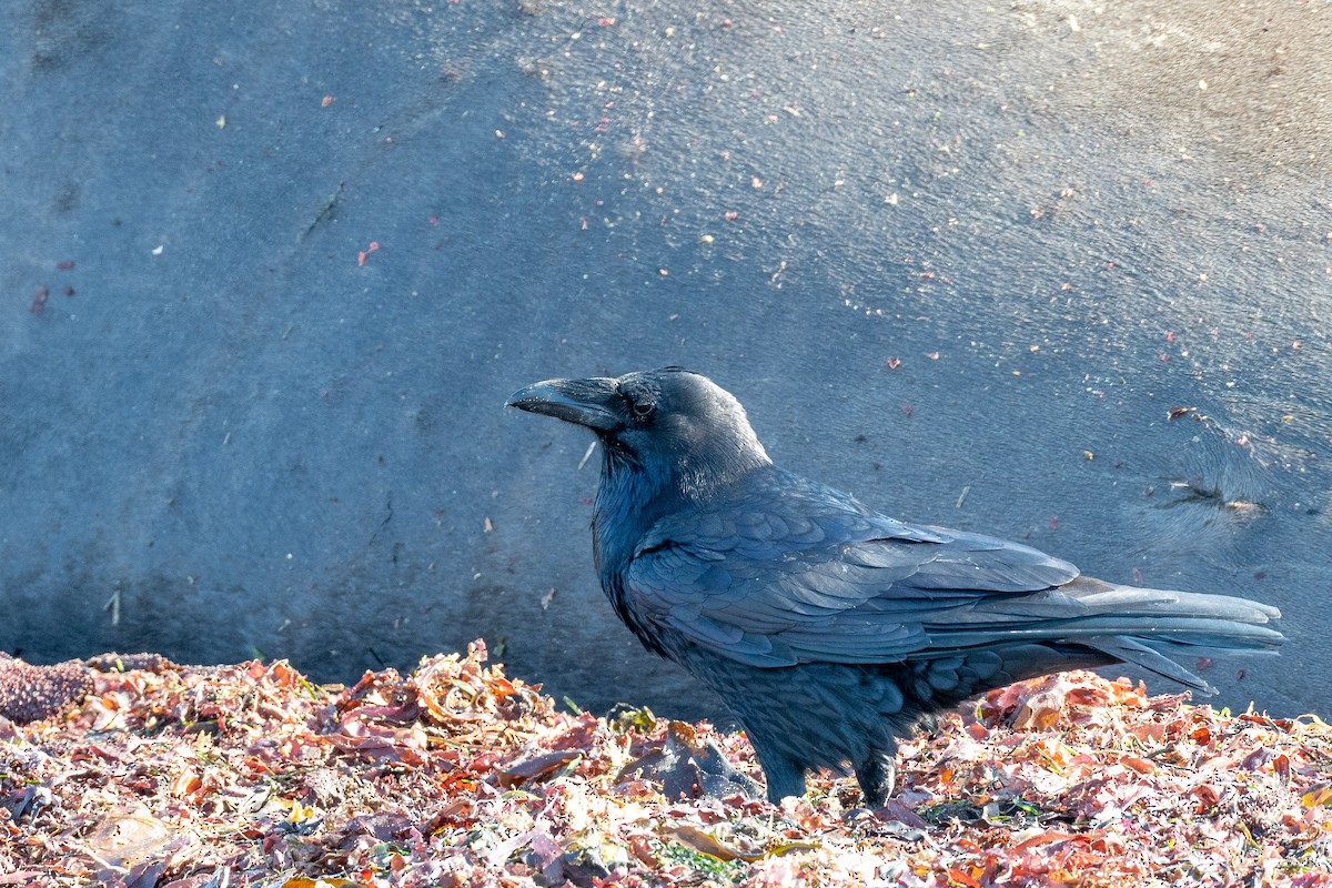 Common Raven - Thomas Carlile