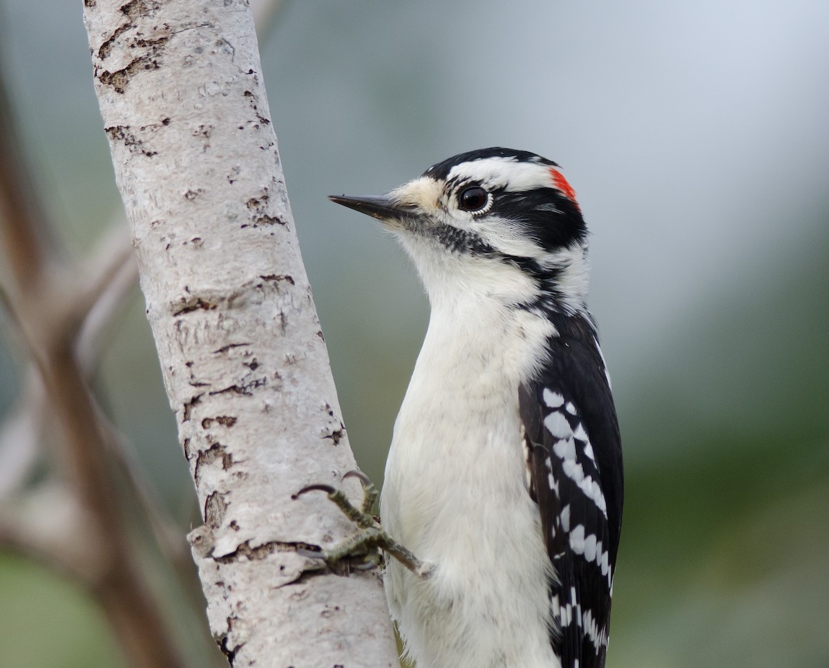 Downy Woodpecker - ML51503631