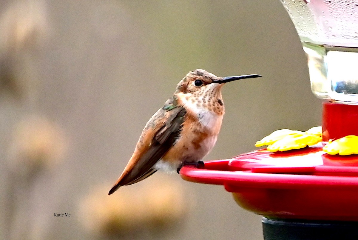 Allen's Hummingbird - ML515036531