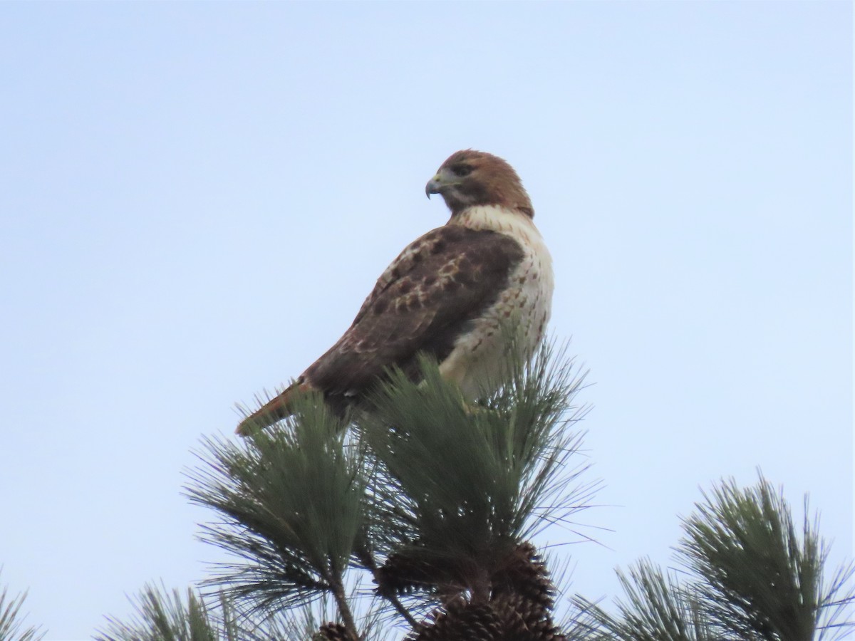 Red-tailed Hawk - ML515038231