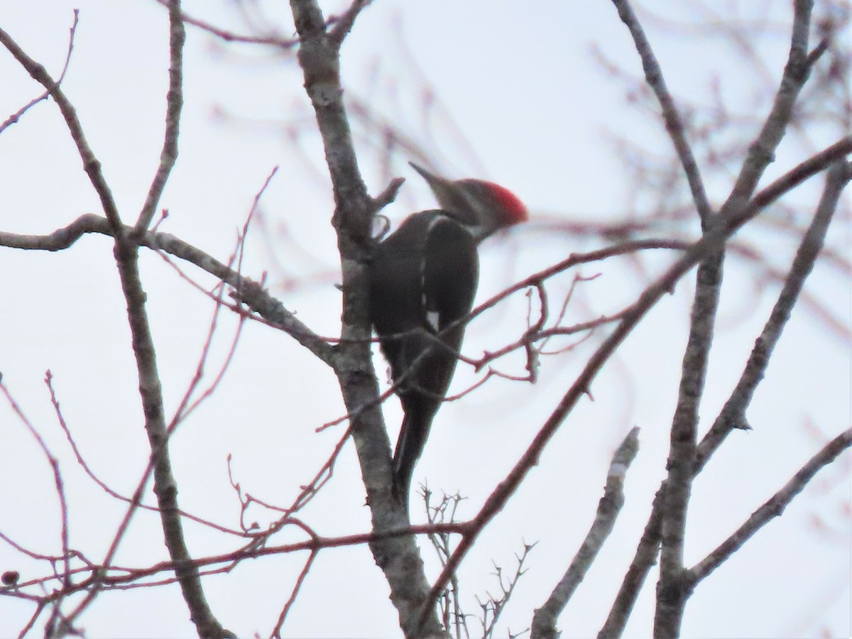 Pileated Woodpecker - ML515038261