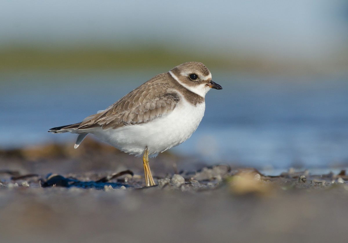 Semipalmated Plover - ML51504101
