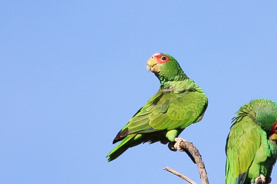 White-fronted Parrot - ML515044001